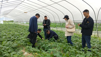 省農(nóng)技專(zhuān)家深入我縣指導(dǎo)糧油生產(chǎn) 助力種植技術(shù)優(yōu)化升級(jí)