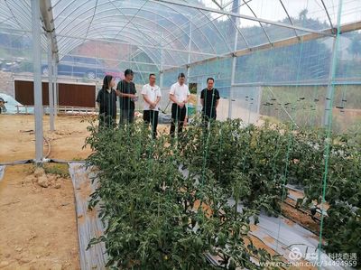 陽(yáng)光1+1牽手計(jì)劃 省農(nóng)科院專(zhuān)家蒞臨古田縣祥輝果蔬種植專(zhuān)業(yè)合作社開(kāi)展技術(shù)指導(dǎo)與種植技術(shù)開(kāi)發(fā)