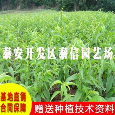 中油蟠4號(hào)桃苗價(jià)格及種植技術(shù)詳解