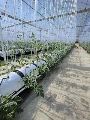 脫下軍裝，投身現(xiàn)代智慧農(nóng)業(yè) 一位退役軍人的金山種植技術(shù)開(kāi)發(fā)之路