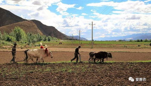 農(nóng)業(yè)機(jī)械科技飛速發(fā)展與種植大戶(hù)的技術(shù)脫節(jié) 矛盾與解決之道