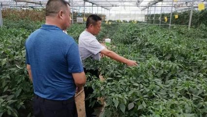 湖南步步高集團(tuán)與金井鎮(zhèn)共商有機(jī)農(nóng)產(chǎn)品基地掛牌與技術(shù)開(kāi)發(fā)合作