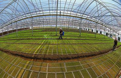 濱海縣大力推廣水稻工廠化育秧 種植技術開發(fā)助力農業(yè)現(xiàn)代化