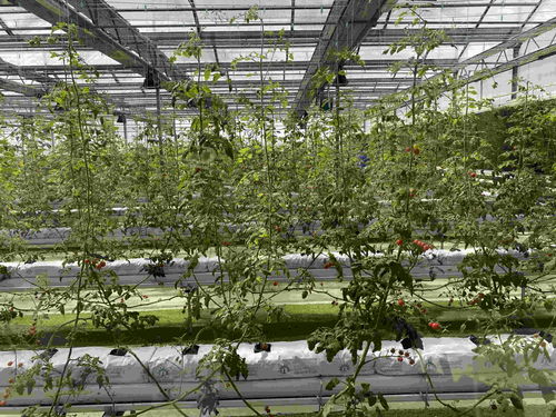 在北大荒，農產品有“絕活兒”——種植技術開發(fā)引領高質量發(fā)展