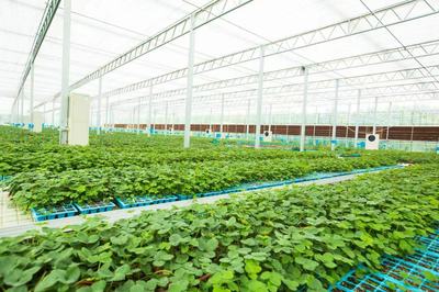 小種苗鏈起大產業(yè) 聚合力拓出共富路