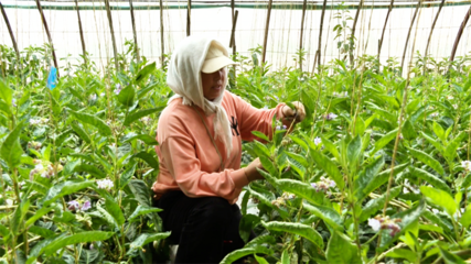 張掖市人民政府推動種植技術開發(fā)，助力農業(yè)現(xiàn)代化