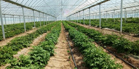 領(lǐng)跑致富路 常開文明花——濰坊濱海經(jīng)濟(jì)技術(shù)開發(fā)區(qū)大家洼街道孟家莊子村種植技術(shù)開發(fā)紀(jì)實