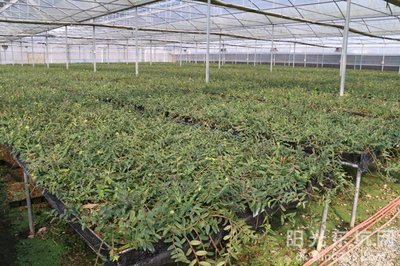 鐵皮石斛種植基地喜獲農(nóng)業(yè)科技成果轉(zhuǎn)化資金扶持，技術(shù)創(chuàng)新迎來新機(jī)遇