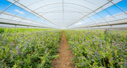 鑫榮懋果業科技集團 以科技創新引領種植技術開發，鑄就高品質水果產業標桿