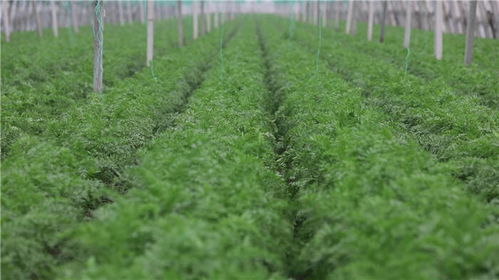 以綠為筆，山東書寫高質量發展新篇章——鳳凰網山東聚焦種植技術開發